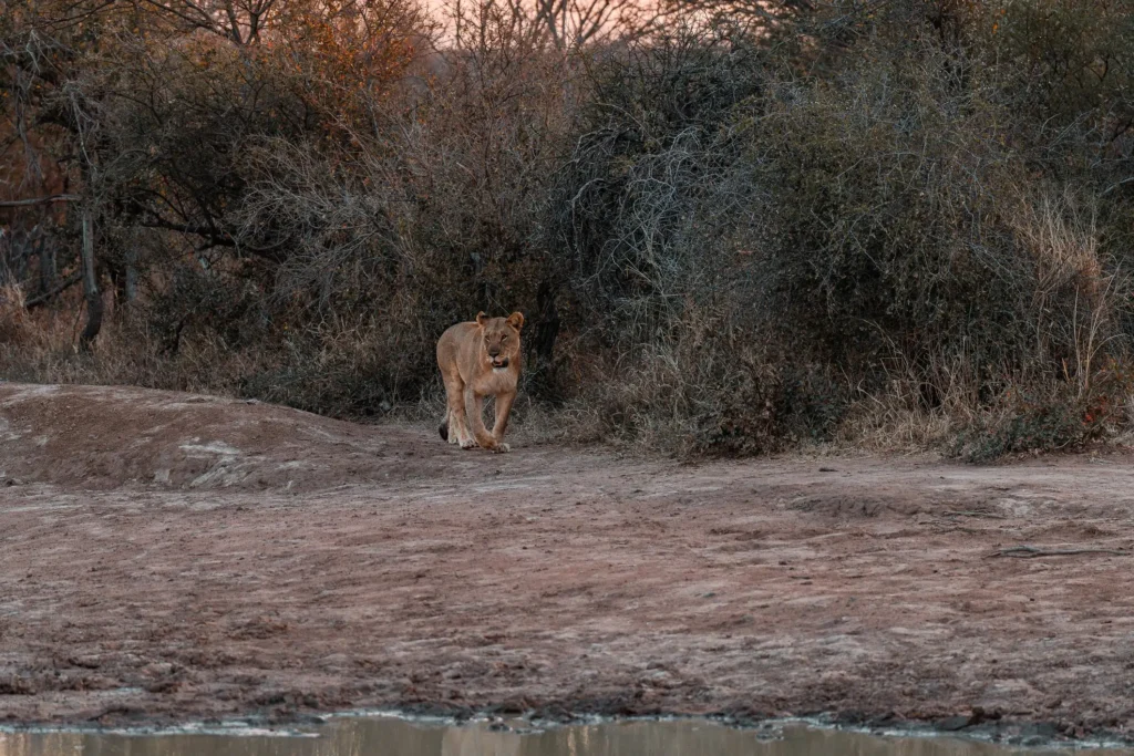 AI generated wildlife photography image showing a realistic lion in natural environment